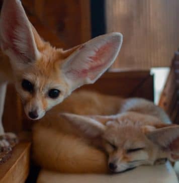 cute fennec fox