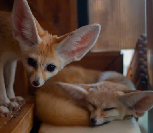 cute fennec fox