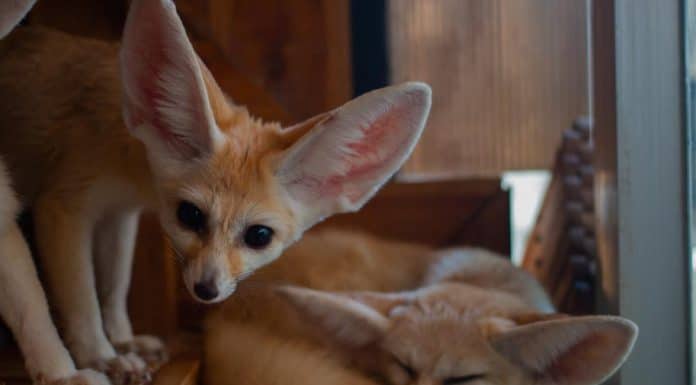 cute fennec fox