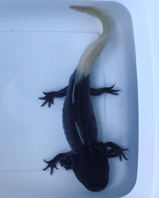 18 Types Of Axolotl Colors You Can Own Axolotl Color Guide 