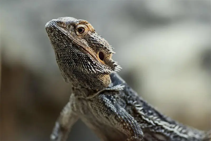 gray bearded dragon
