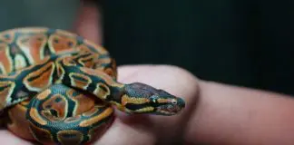 holding on to pet snake