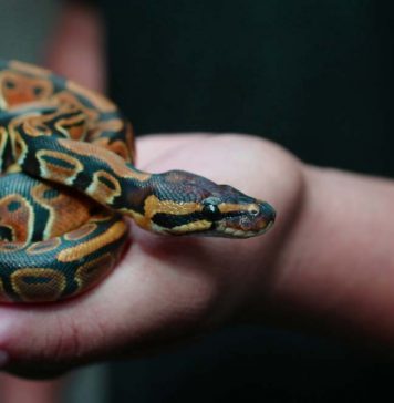 holding on to pet snake