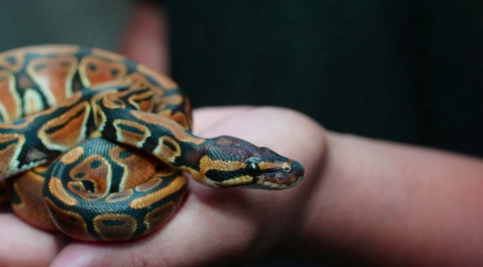 holding on to pet snake