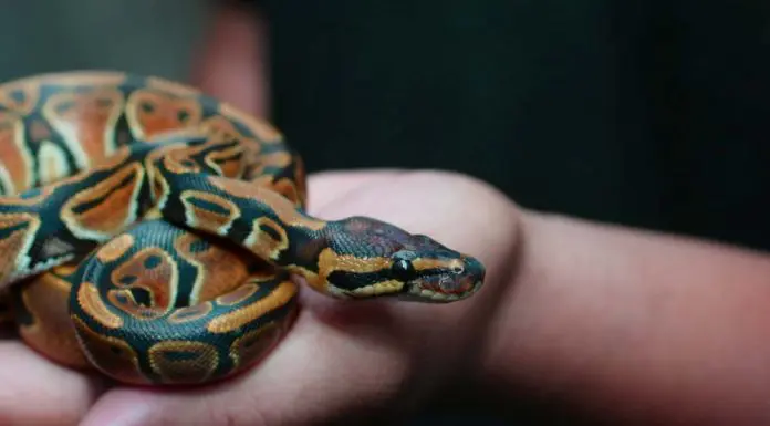 holding on to pet snake