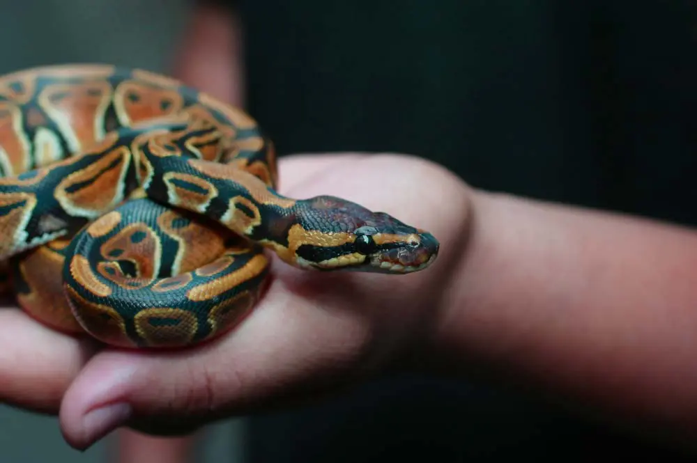 Do Snakes Like To Be Petted? Can They Bond With Their Owners