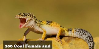 leopard gecko gungho