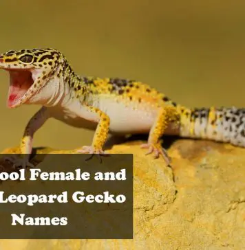 leopard gecko gungho
