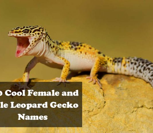 leopard gecko gungho