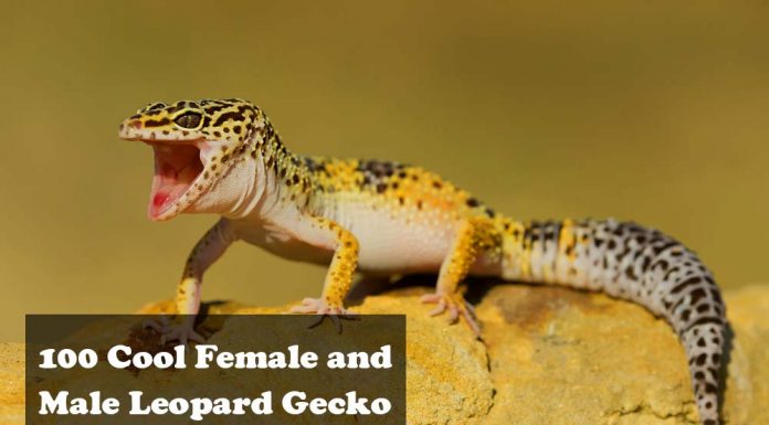 leopard gecko gungho