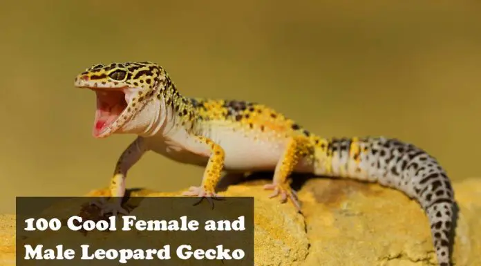 leopard gecko gungho