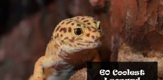 leopard gecko morphs and color types