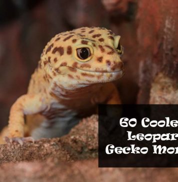 leopard gecko morphs and color types