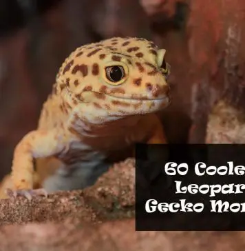 leopard gecko morphs and color types