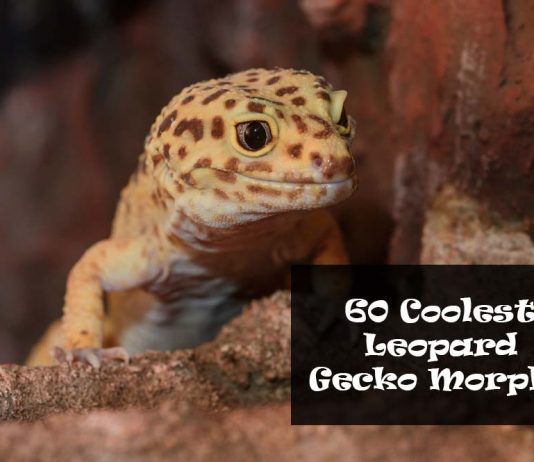 leopard gecko morphs and color types