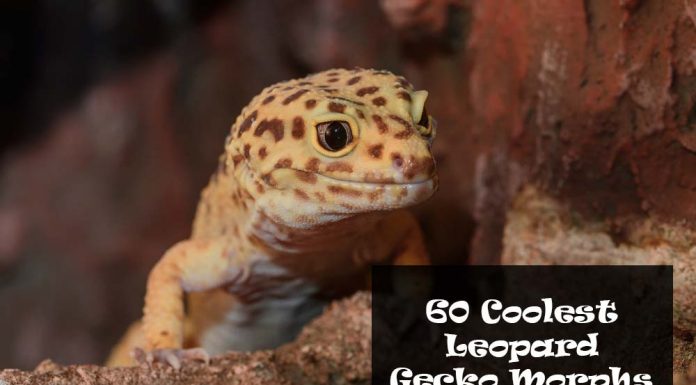 leopard gecko morphs and color types