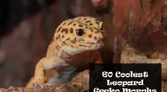 leopard gecko morphs and color types
