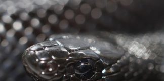 mexican black kingsnake