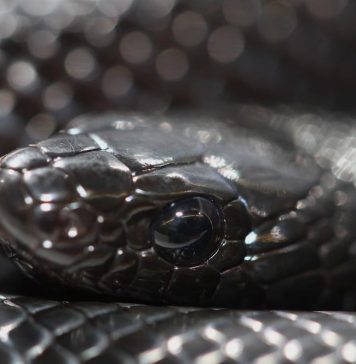 mexican black kingsnake