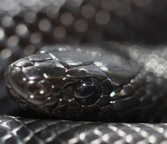 mexican black kingsnake