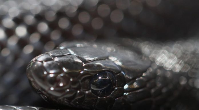 mexican black kingsnake