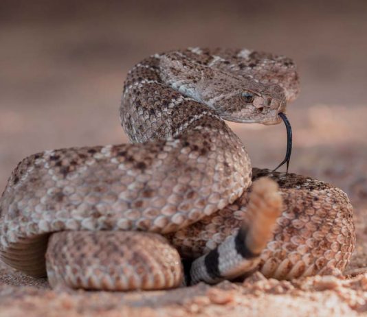 rattlesnake in the desert