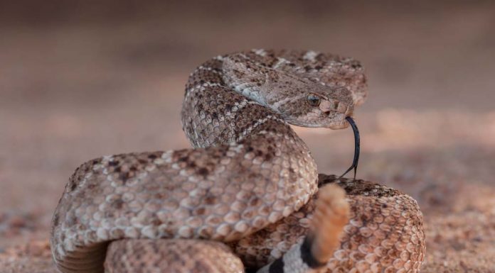 rattlesnake in the desert