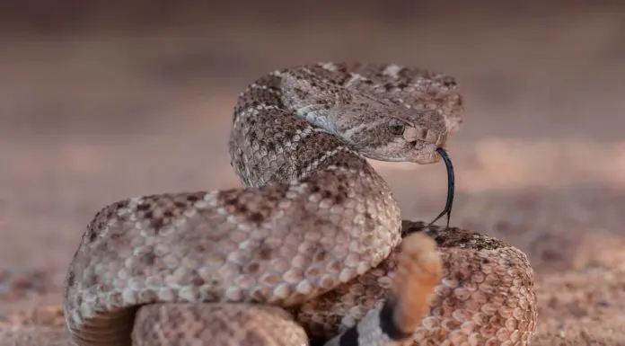 rattlesnake in the desert