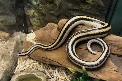 rosy boa in cage