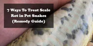 scale-rot-snakes
