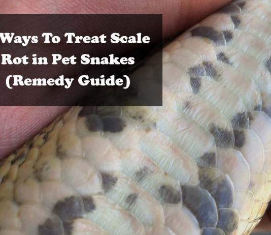 scale-rot-snakes