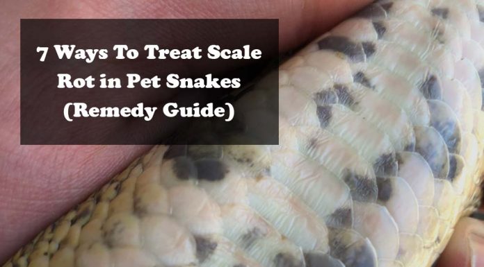 scale-rot-snakes
