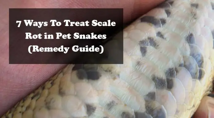 scale-rot-snakes