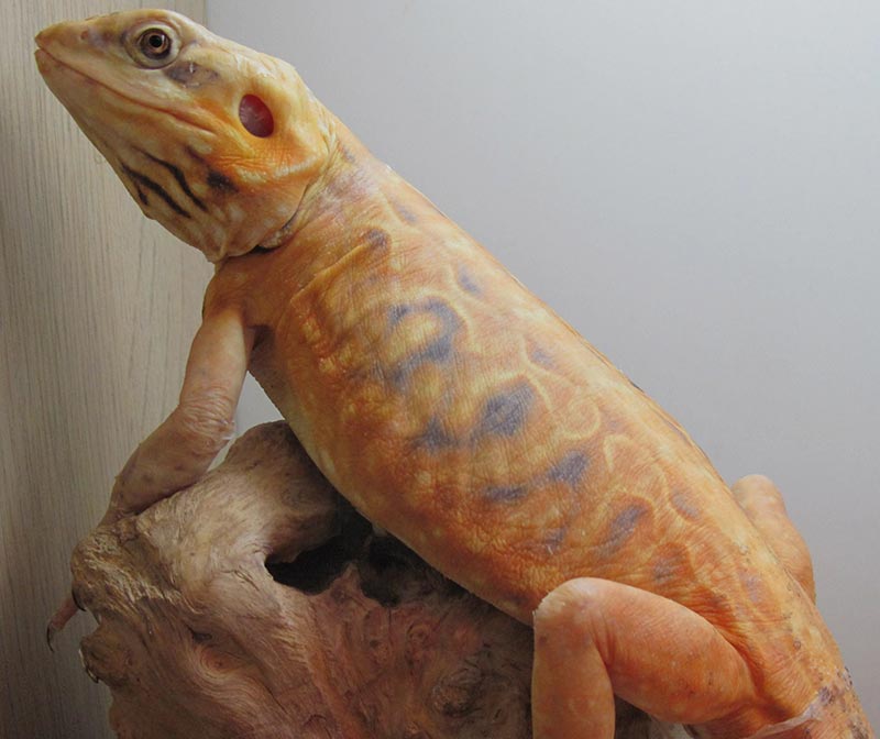 silkback bearded dragon