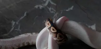 snake reproduction