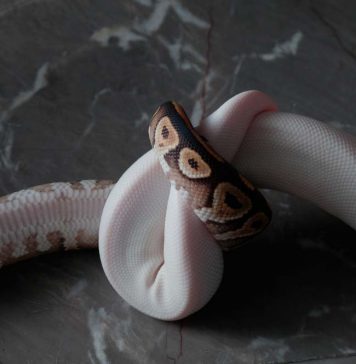 snake reproduction