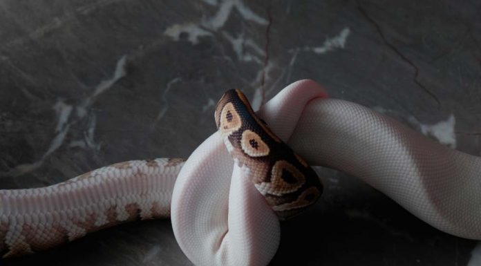 snake reproduction