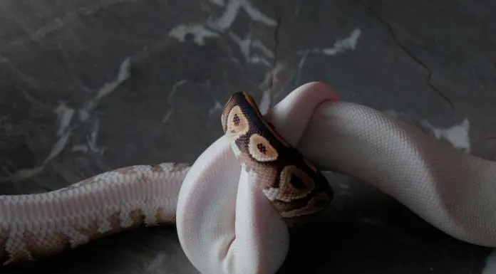 snake reproduction