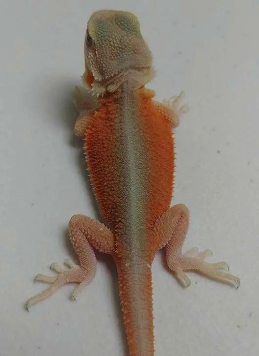 witblits morph bearded dragon