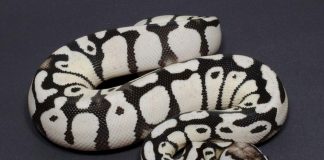 Axanthic Ball Python