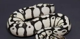 Axanthic Ball Python