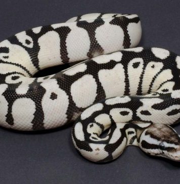 Axanthic Ball Python