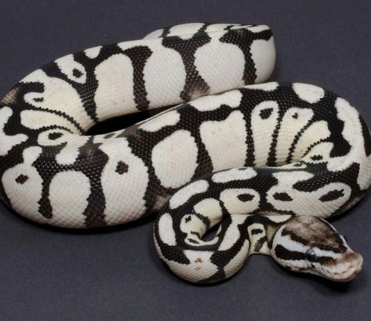Axanthic Ball Python