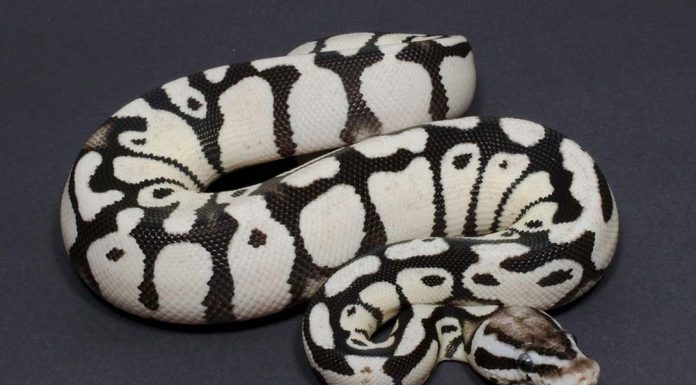 Axanthic Ball Python