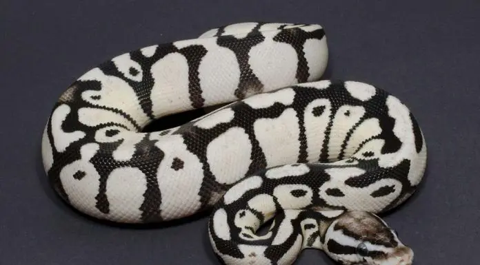 Axanthic Ball Python