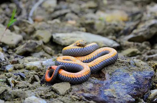 ring-necked snake on top rock