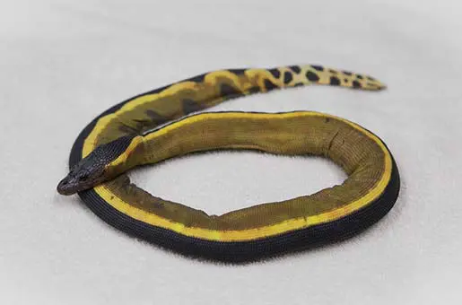 Yellow bellied sea snake