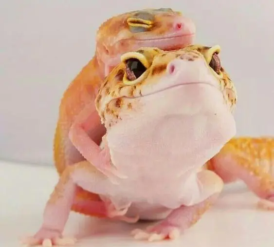 baby gecko on top of mum