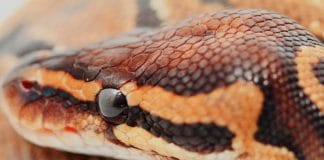 ball python dry skin