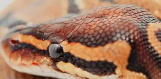 ball python dry skin